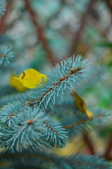 Naklejka na ściany i meble Branches of blue spruce, on top of the branch lies a yellow leaf.