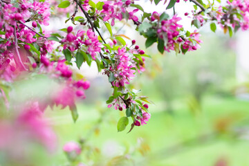 Blooming branches of a decorative apple tree. A blossoming tree.
