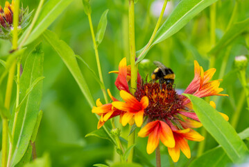 bee and Gaillardia hybrid grows on the lawn. High quality photo