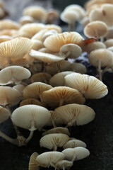 Mushrooms in autumn forest. Close up photo of white mushroom. 