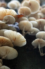 Mushrooms in autumn forest. Close up photo of white mushroom. 