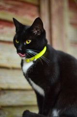 A black cat with a green collar sits near the fence.