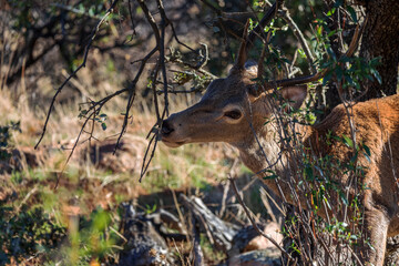 Deer. Monfrague National Park. Spain.