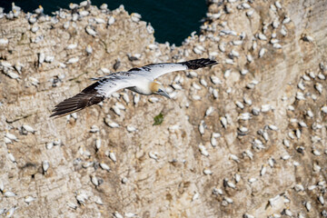 Close up of single Gannet Flying, Large wingspan White Sea-Bird, over cliffs with nesting population of birds below on cliff-face Gliding, slope soaring with ridge lift and thermals.