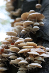 Mushrooms in autumn forest. Close up photo of white mushroom. 