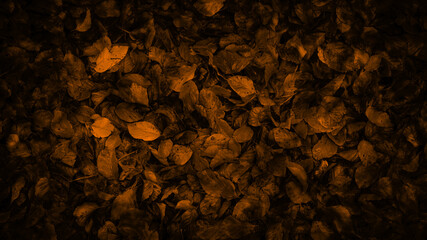 Orange and red fall autumn leaves on the forest floor. Background floor or ground. 