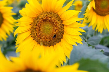 Fototapeta premium A bumblebee covered in pollen and collecting nectar from a yellow sunflower.
