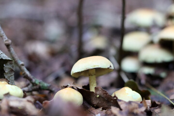 Mushrooms in autumn forest. Close up photo of white mushroom. 