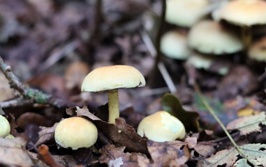 Mushrooms in autumn forest. Close up photo of white mushroom. 