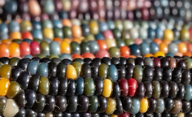 Macro photo of Zea Mays gem glass corn cobs with rainbow coloured kernels, grown on an allotment in London UK.