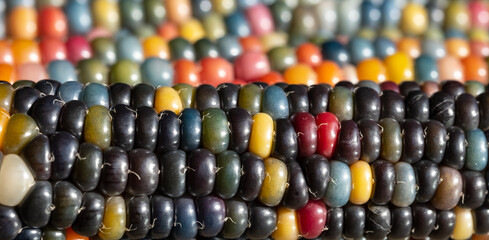 Macro photo of Zea Mays gem glass corn cobs with rainbow coloured kernels, grown on an allotment in London UK.