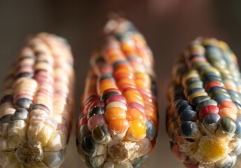 Macro photo of Zea Mays gem glass corn cobs with rainbow coloured kernels, grown on an allotment in...
