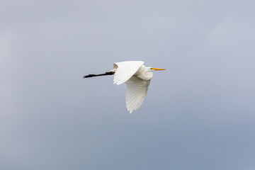 white wings flying in the sky, south padre island, texas