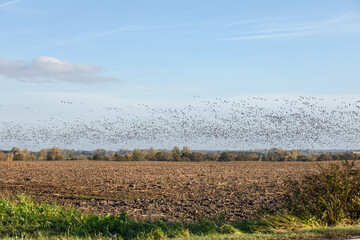 The common murre or common guillemot (Uria aalge).Birds waterfowl with huge flock on farm field...