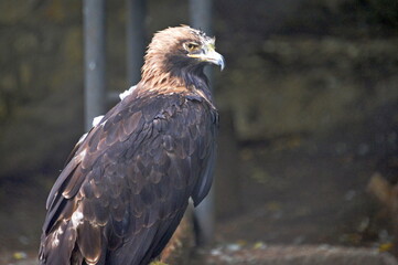 Eagle burial ground in the Moscow zoo