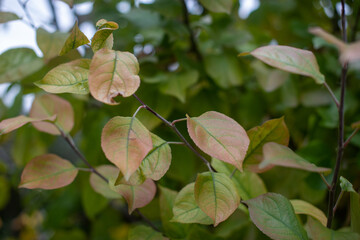 beautiful autumn leaves of pear tree turned yellow. High quality photo