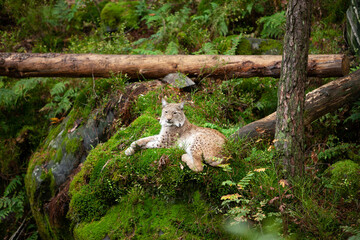 Wild cat Lynx (Lynx lynx) Bobcat in the forest