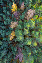 Directly above aerial drone full frame shot of green emerald pine forests and yellow foliage groves with beautiful texture of treetops. Beautiful fall season scenery. Mountains in autumn golden colors