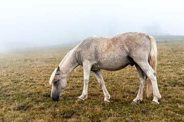 Gray white horse in black speck grazing in mountains in the fog domestic animals