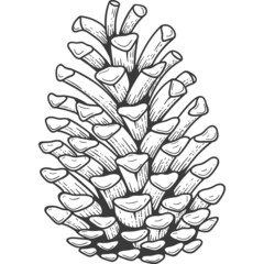 Pine cone sketch engraving Isolated - 464893214