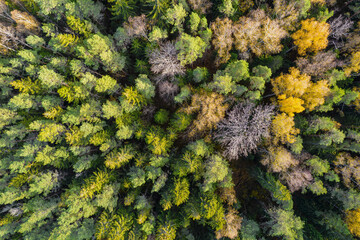 Directly above aerial drone full frame shot of green emerald pine forests and yellow foliage groves with beautiful texture of treetops. Beautiful fall season scenery. Mountains in autumn golden colors