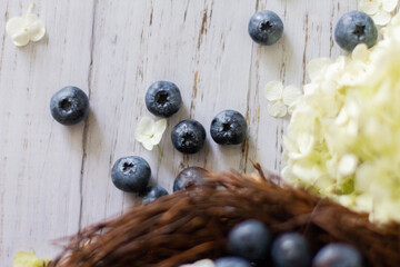 Ripe blueberries. Blueberries are in a vine basket with hydrangea flowers nearby