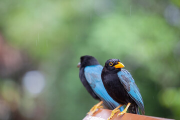 The Yucatan jay (Cyanocorax yucatanicus) is a species of bird in the family Corvidae