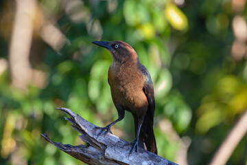 Great-tailed grackle.Filmed on the Yucatan Peninsula