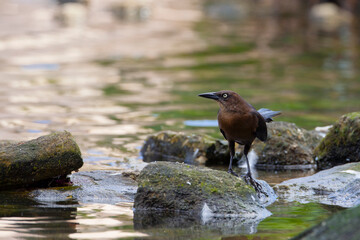 Great-tailed grackle.Filmed on the Yucatan Peninsula