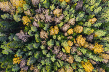 Directly above aerial drone full frame shot of green emerald pine forests and yellow foliage groves with beautiful texture of treetops. Beautiful fall season scenery. Mountains in autumn golden colors