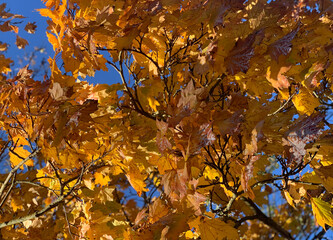 wunderschöner sonniger Herbsttag, blauer Himmel, Blätter in gelb/braun