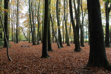 autumn in the forest
