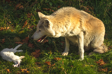 White wolf laughs to the food, white rabbit as wolf prey, sunset light photo
