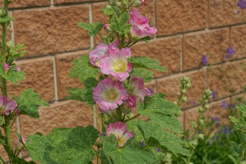 red flowers mallow hybrid on a long stem with green leaves outside by a brown brick wall