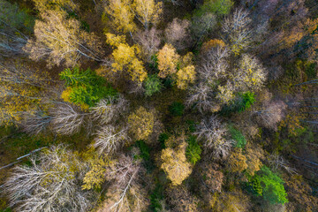 Directly above aerial drone full frame shot of green emerald pine forests and yellow foliage groves with beautiful texture of treetops. Beautiful fall season scenery. Mountains in autumn golden colors