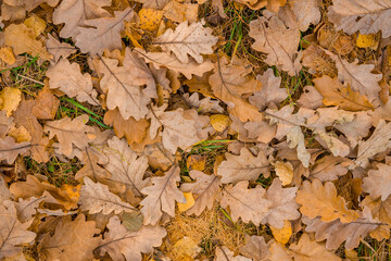 yellow oak leaves on the ground in autumn