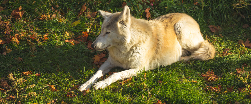 White wolf in firest on ground banner photo in sunset lights