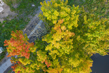 Aerial view from drone of rural road, blue river and autumn pine and foliage trees in yellow green red gold colors. Treetops in golden time in fall season