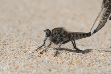 Promachus consanguineus robberfly diptero of the Asilidae family, large, pair mating perched on sand in dune
