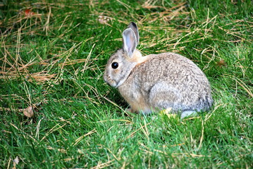 Cottontail rabbit on grass outdoors.