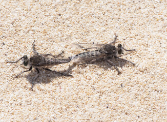 Promachus consanguineus robberfly diptero of the Asilidae family, large, pair mating perched on sand in dune