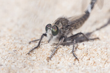 Promachus consanguineus robberfly diptero of the Asilidae family, large, pair mating perched on sand in dune