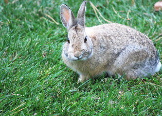 Cottontail rabbit on grass outdoors.