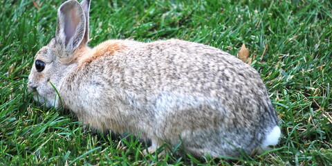 Cottontail rabbit on grass outdoors.