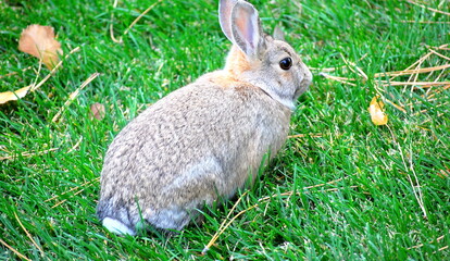 Cottontail rabbit on grass outdoors.