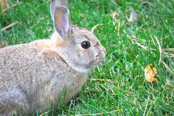 Cottontail rabbit on grass outdoors.