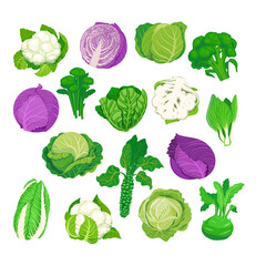 Cabbage set. Vector illustration of cabbage, kale, broccoli, cauliflower... Isolated On A White Background. Healthy organic food, fresh green vegetables in cartoon flat style.