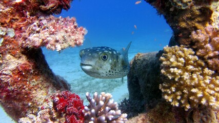 coral reef with fish