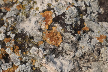 Colored moss grows on an old stone, use it for a background.