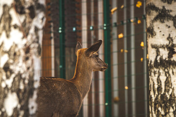 Deer in birch autumn forest telephoto portrait, wildlife nature photo